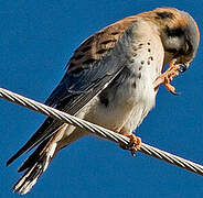 American Kestrel