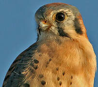 American Kestrel