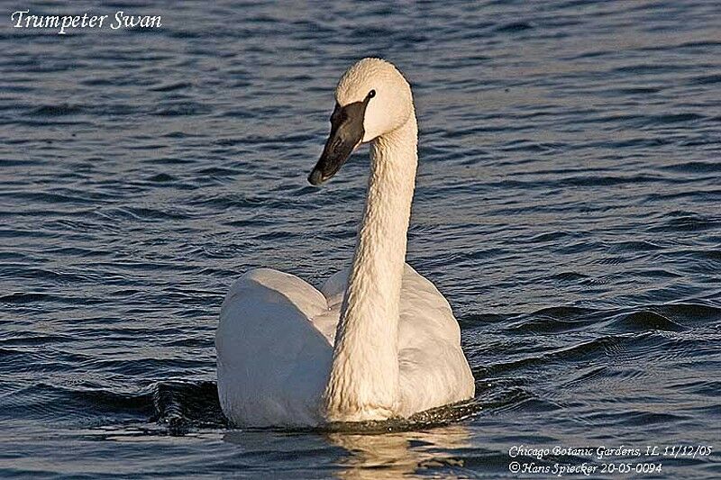 Cygne trompette