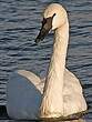 Cygne trompette