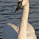 Cygne trompette