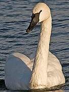 Cygne trompette