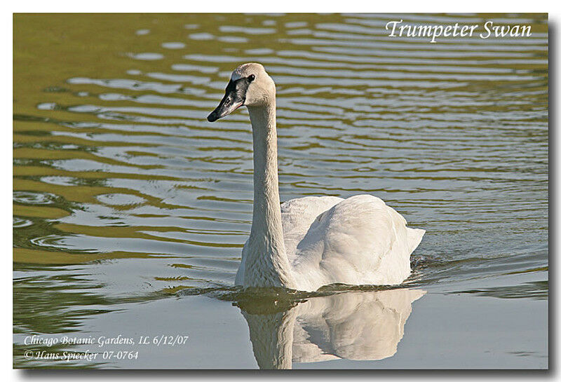 Trumpeter Swanadult