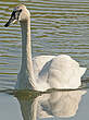 Cygne trompette