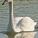 Cygne trompette