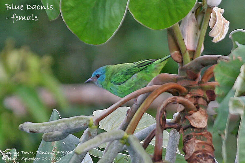 Dacnis bleu