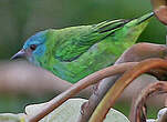 Dacnis bleu