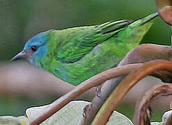 Blue Dacnis