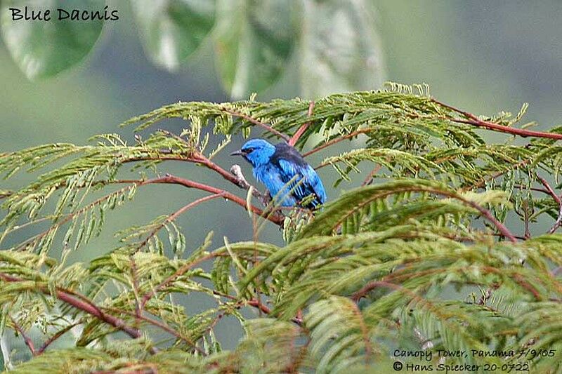 Blue Dacnis