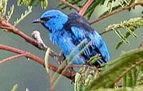 Dacnis bleu