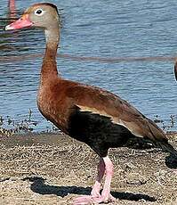 Dendrocygne à ventre noir