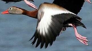 Black-bellied Whistling Duck