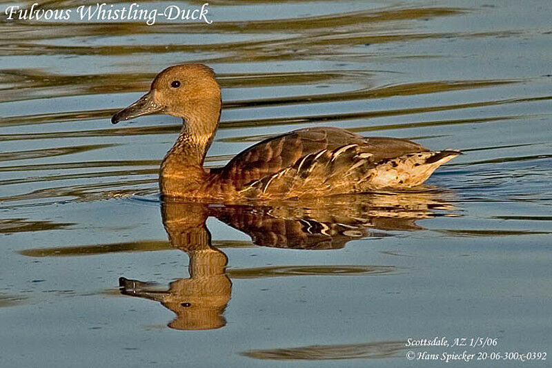 Dendrocygne fauve