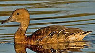 Dendrocygne fauve