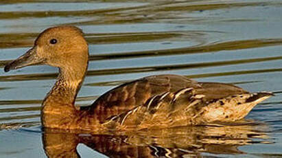 Dendrocygne fauve