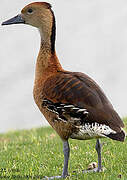 Fulvous Whistling Duck