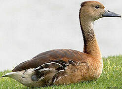 Fulvous Whistling Duck