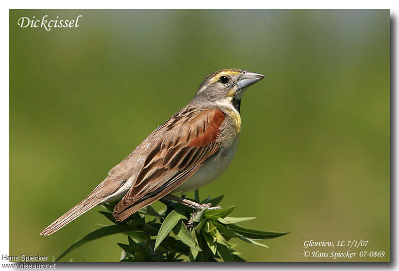 Dickcissel d'Amérique mâle adulte, identification