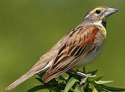 Dickcissel d'Amérique