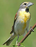 Dickcissel d'Amérique