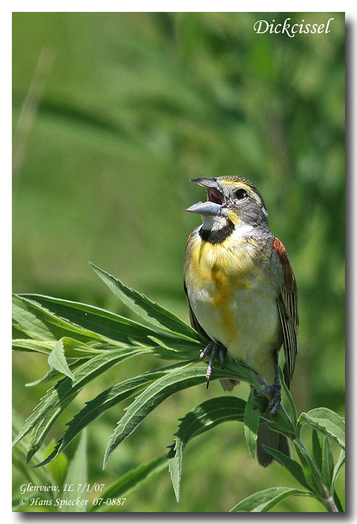 Dickcissel d'Amérique mâle adulte