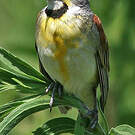 Dickcissel d'Amérique