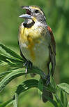 Dickcissel d'Amérique