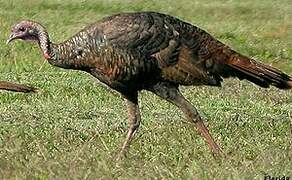 Wild Turkey