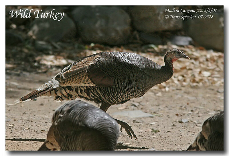 Wild Turkeyadult