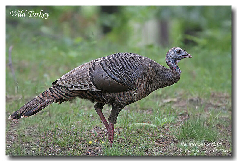 Wild Turkey male immature