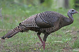 Wild Turkey