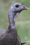 Wild Turkey