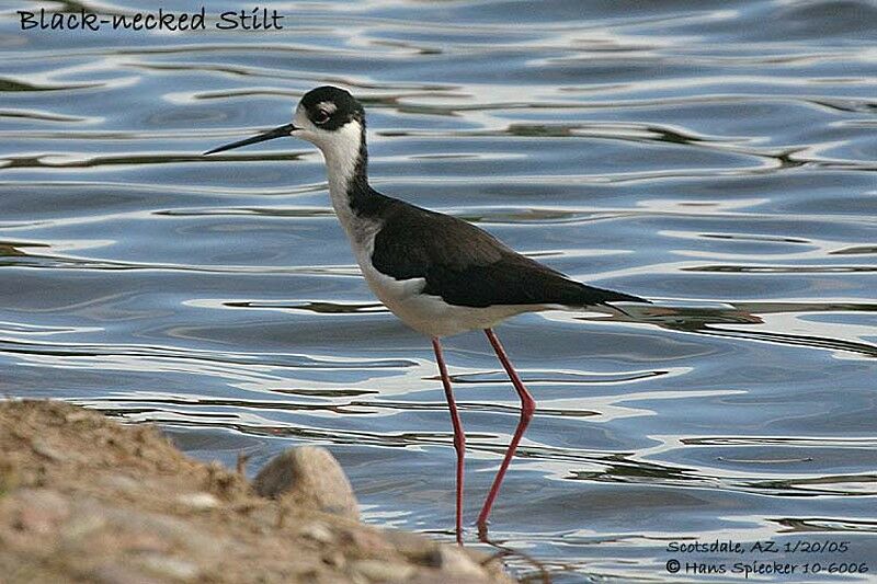 Black-necked Stilt