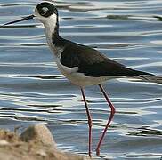 Black-necked Stilt