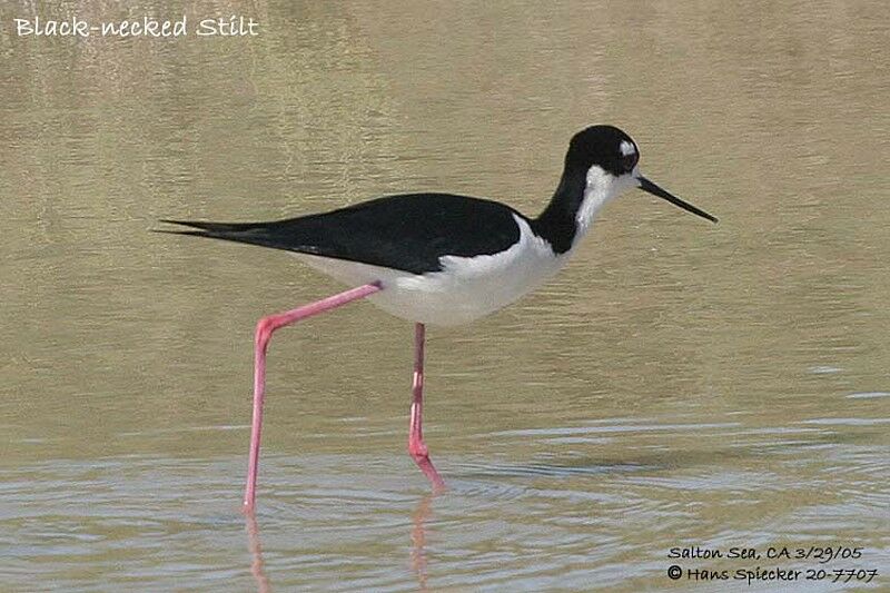 Black-necked Stilt