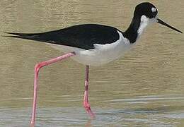 Black-necked Stilt