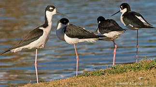 Black-necked Stilt