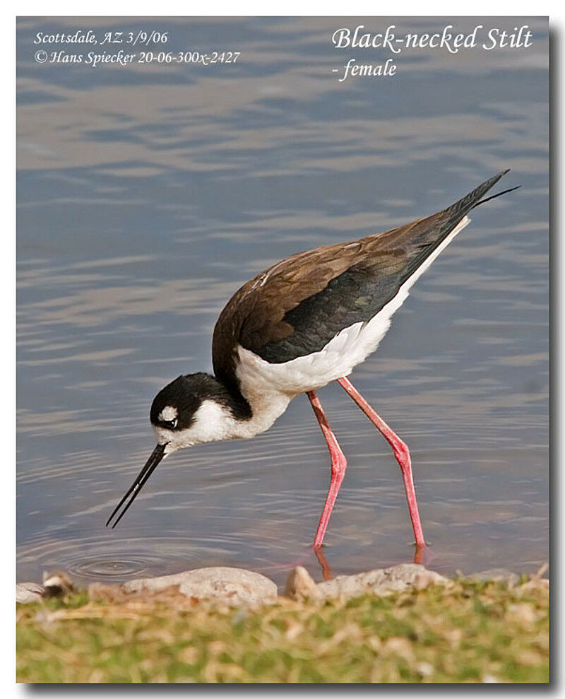 Black-necked Stilt female