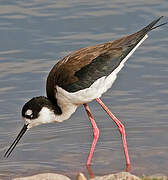 Black-necked Stilt