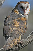 American Barn Owl