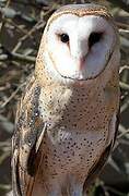 American Barn Owl