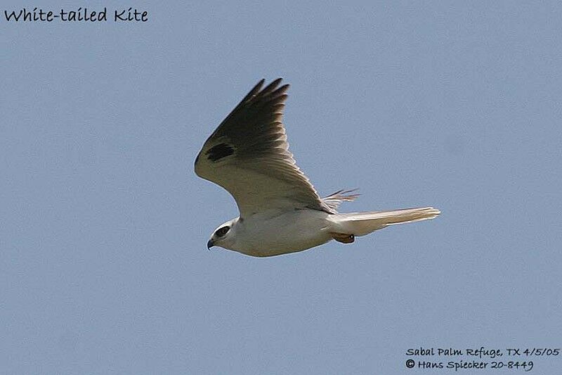 White-tailed Kite