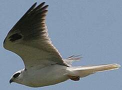 White-tailed Kite