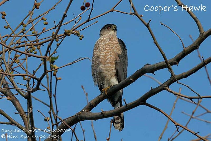 Cooper's Hawk