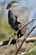 Cooper's Hawk