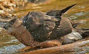 Cooper's Hawk