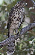 Cooper's Hawk