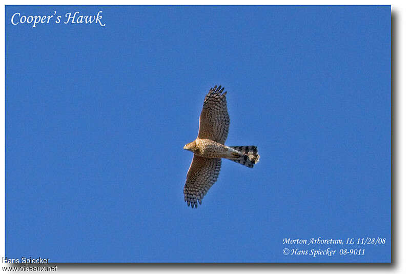 Cooper's Hawkadult, pigmentation, Flight