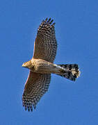 Cooper's Hawk