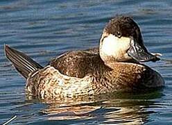 Ruddy Duck